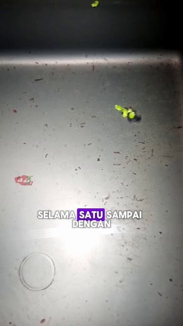 Berapa Lama Ikan Danio Bertelur Dan Menetas #ikandanio #danio #glofish #ternakikan #ternakdanio
