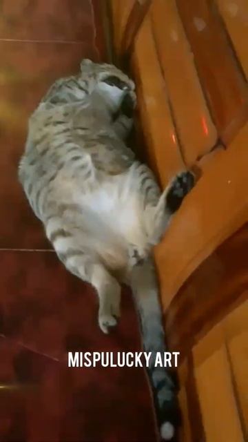 Funny Mica Cat Sleeping Like Human #1 Cute Cat Shorts Viral