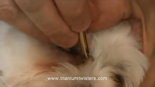 VIRAL VIDEO DOG Lucky To Be Alive!!!
