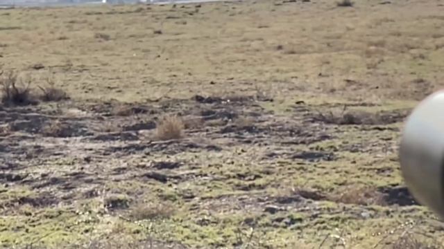 LCS Air Rifle First Hunt