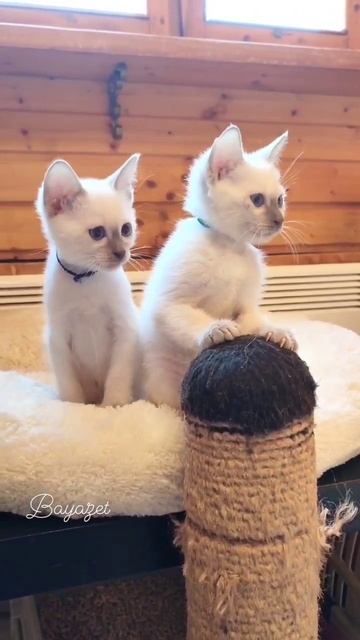 Тайские котята