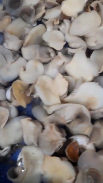 Ốc Mỡ Miền Tây Nha Các Bạn
