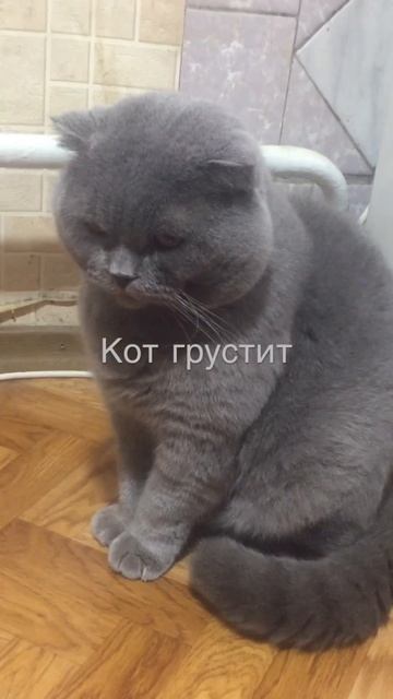 Кот грустит #shorts #коты #котики #британскийкот #котыприколы