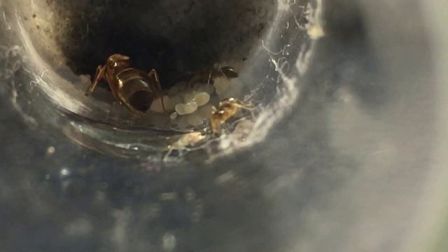 Prenolepis Imparis Colony