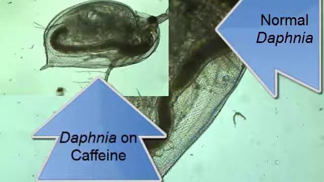Daphnia On Caffeine