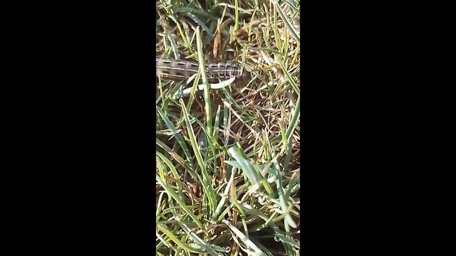 Гусеница бражника ползёт по росе. (26.03.2023)