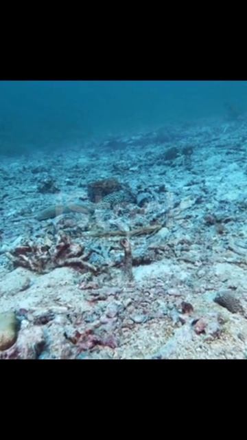 Top 3 Amazing Facts। अजीबोगरीब फैक्ट 🤯@MRINDIANHACKER @CrazyXYZ #shorts #youtubeshorts #trendings