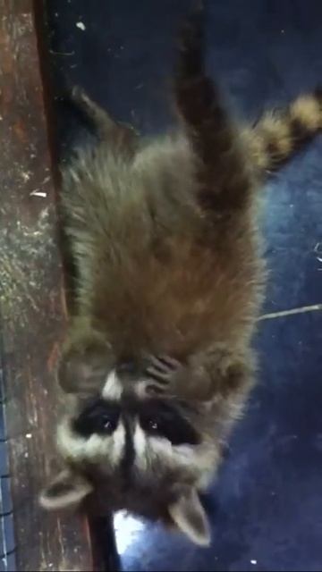 Весёлый енот в Казанским Парке Тропических Бабочек  ) Cute Raccoon
