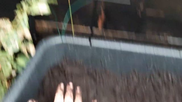 Happy 4th, No Tools Container Garden And Dinner