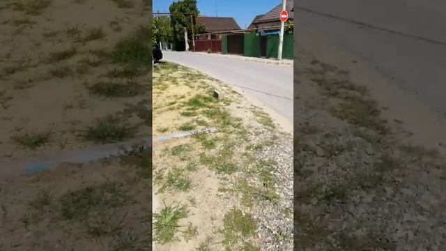 гигантские подсолнухи