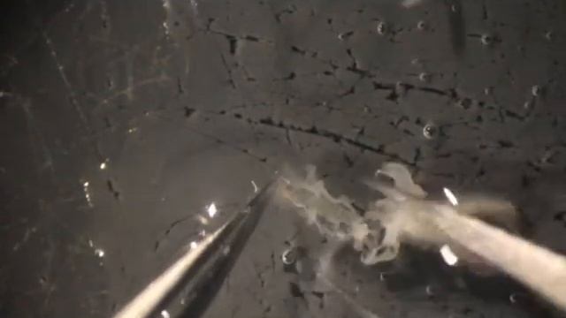 Drosophila Larval Brain Dissection Without Mouth Hook