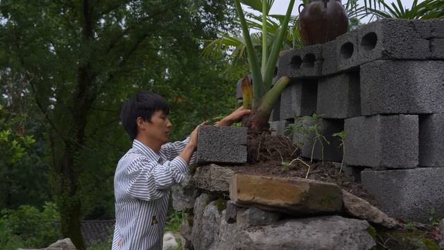 一家四口隐居深山，自己动手打造梦想中的田园小院，院子里迎来了新植物滴水观音，大家觉得怎么样？