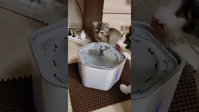 Поилка для кошек