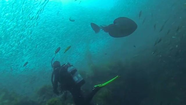 TORPEDO RAY