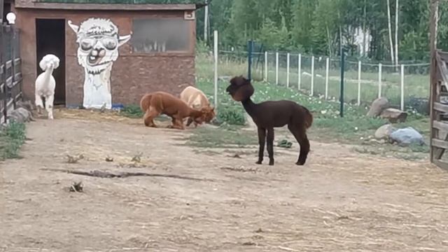 В гостях на ферме 