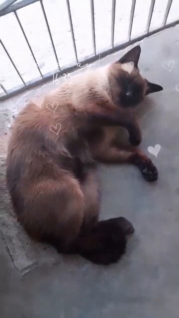 SHEBA GAIATO❤   #gatosengraçados @deboraabelha8326