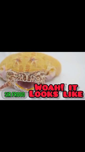 OMG Massive Pac-Man Eating His Friend? Funny # Short ***LIVE FEEDING*** #eat #live #viral #bullfrog