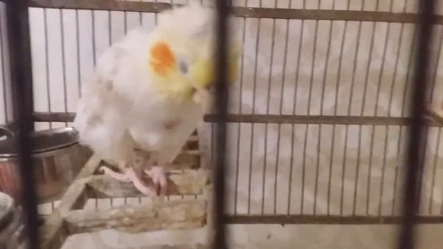 Bcd31c7ea5032b8625c226fee164e0d9