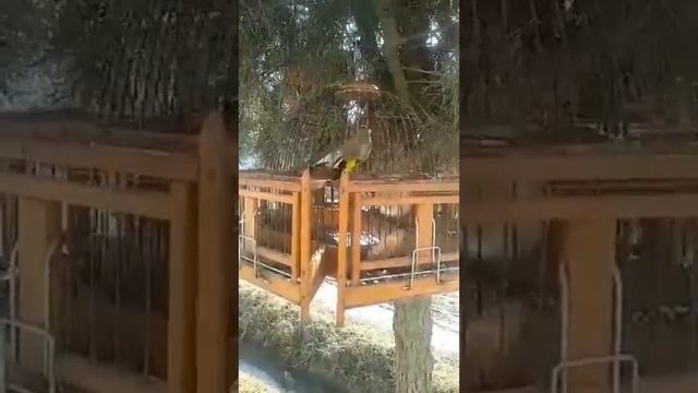 Щегол седоголовый.