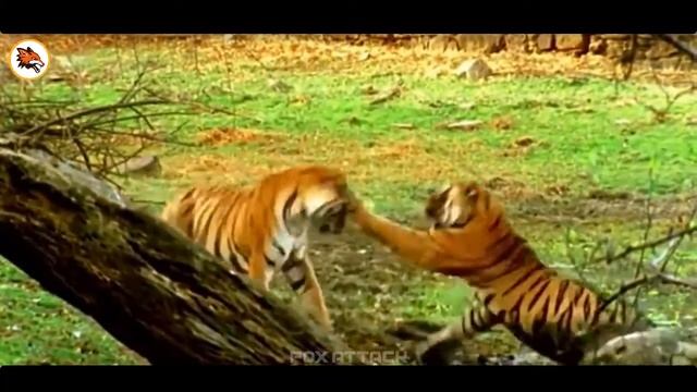 CROCODILE VS ALLIGATOR | ANIMAL FIGHT 2019