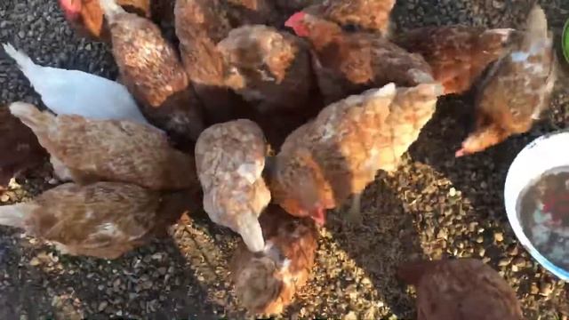 Кормим пророшенной пшеницей курей!