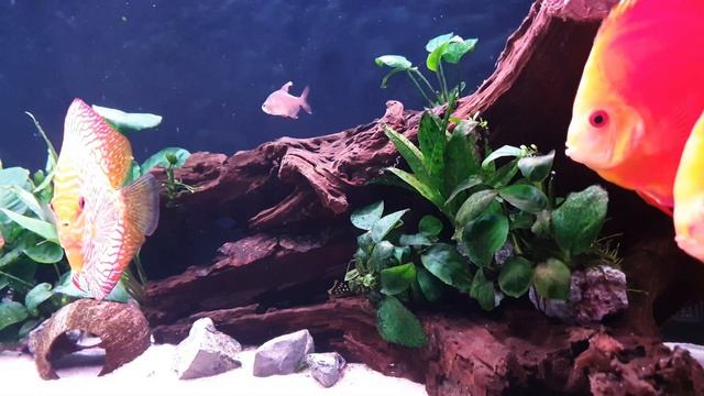 240l - Relax Discus Fish Aquarium :)) Rodzice Już W Ogólnym ...