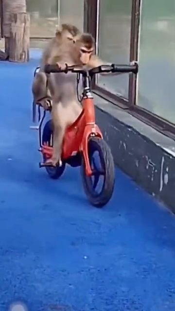 Обезьянки на велосипеде 🚴♀️