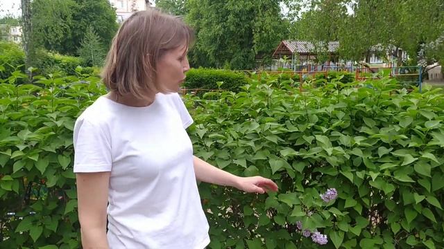 Спостереження за кущем та деревом.Ранній вік