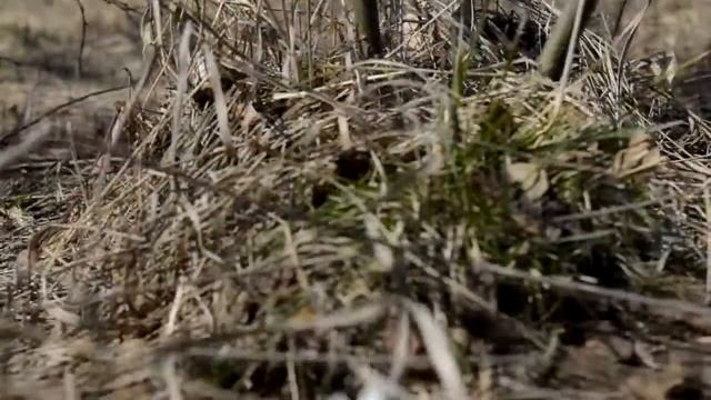 Андреевский родник