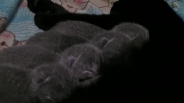 Первый день жизни котят. Шотландская кошка.Вислоухая.