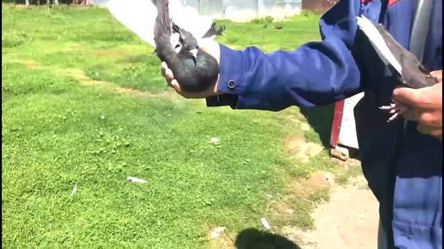 Николаевские голуби с.Барятино