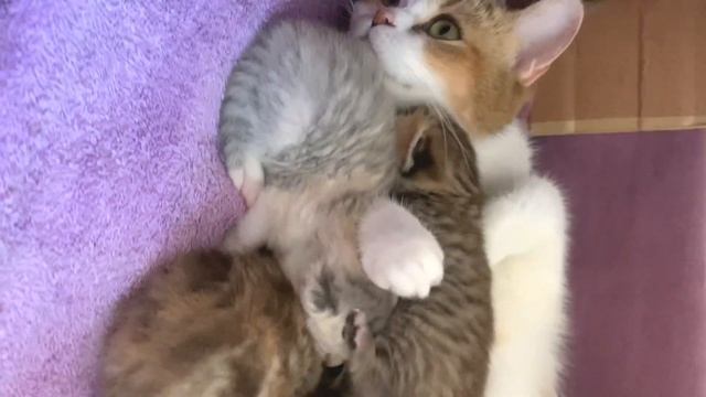 Purring Mother Cat And Her Precious Kittens Enjoying A Meal