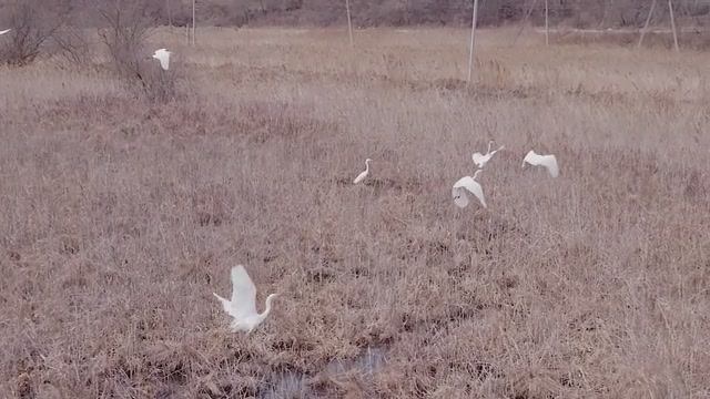 1175865a6dd7fea510982a44caf4d5e6