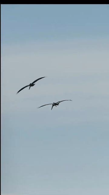 Sandpipers Pelicans Godwits At New Brighton SB
