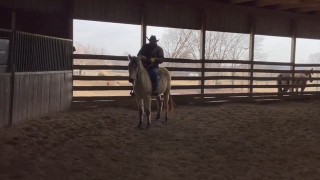 D/C. HOW TO FIX REARING IN A HORSE  Part 2  | From Ground To Riding
