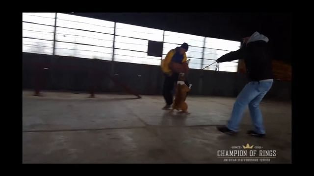 Sonya King Of Rings 1