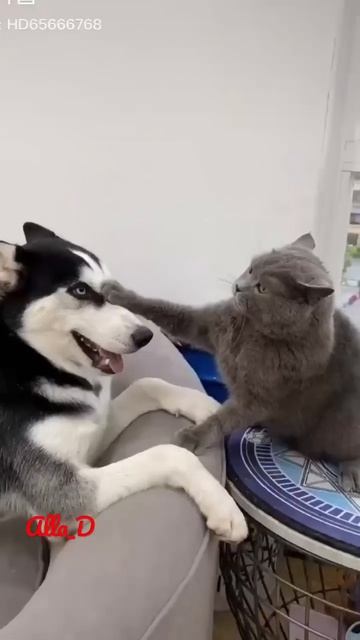 приколы  животных