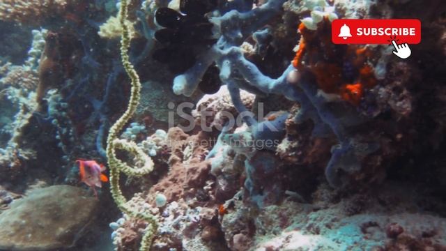 Uncovering The Secrets Of Living In The Cambrian Period!