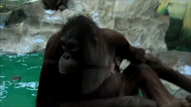 Орангутаны Мишель и Бату. Будни. 17.11.18 г.