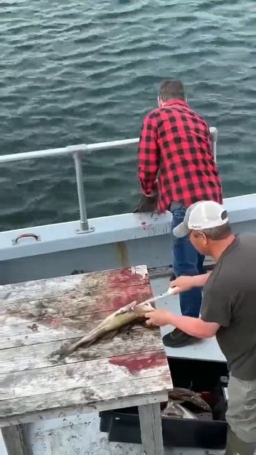 Cleaning Cod Fish After Good Catch #shorts #cod #foodfish #newfoundlandandlabrador
