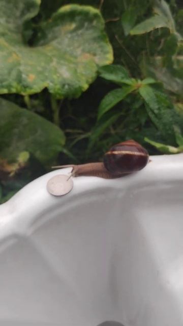 Большие улитки в саду [ переезд в деревню ]