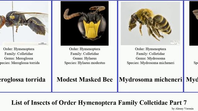 List Of Insects Of Order Hymenoptera Family Colletidae Part 7 Leioproctus Pachyprosopis Meroglossa