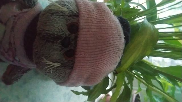 Узнаем о клеверах☘️🌿