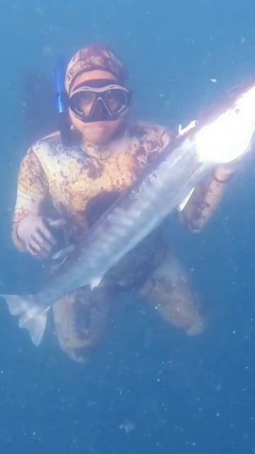 Great Barracuda