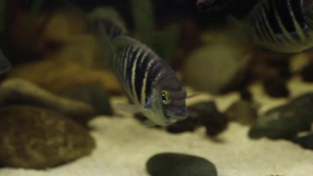 Etroplus Canarensis - Test