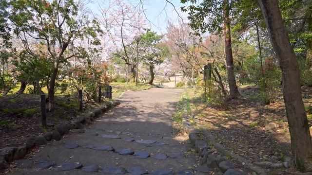 4K HDRKyoto Cherry Blossoms -  Maruyama Park - Japan Sakura