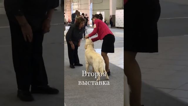 Как проходит выставка собак. Золотистый ретривер Майк#золотистыйретривер #goldenretriever #CAC#