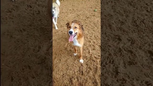 26 апреля в приюте ТиНАО, сектор Д