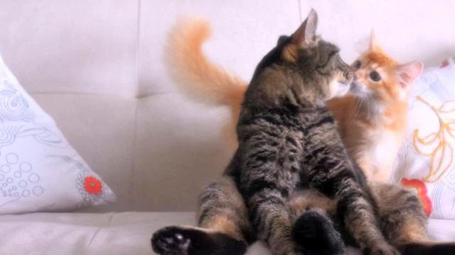 Песня сердца. Просто мега! Послушайте!