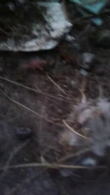 Нашёл гнездо птенцов